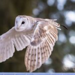 Płomykówka w locie z szeroko rozpostartymi skrzydłami na rozmytym tle