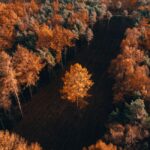 Samotne złote drzewo pośrodku ciemnego lasu jesienią widziane z góry