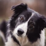 Czarno-biały pies rasy border collie z przechyloną głową patrzący w obiektyw