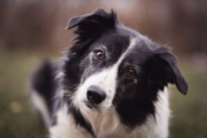 Czarno-biały pies rasy border collie z przechyloną głową patrzący w obiektyw