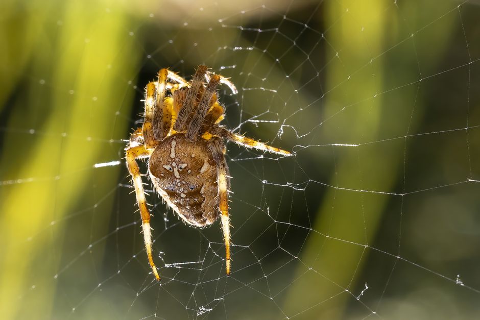 Brązowy pająk krzyżak siedzący na swojej kolistej sieci w świetle słońca